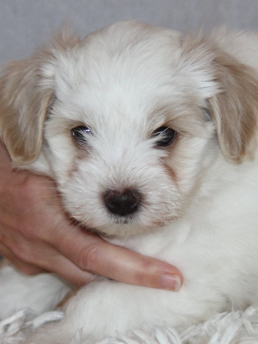 Casa Bichons Chuck Norris