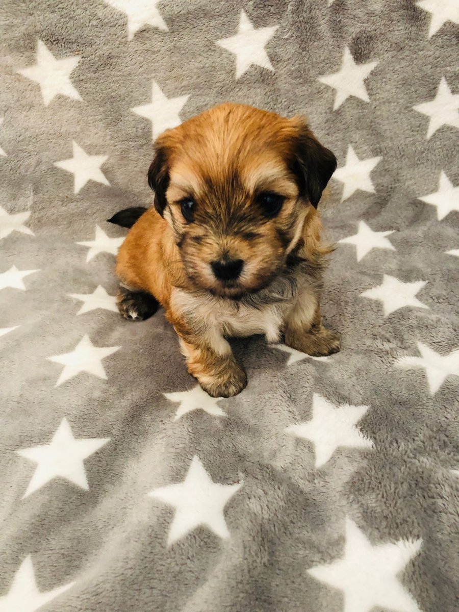 Casa Bichons Forrest Whitaker