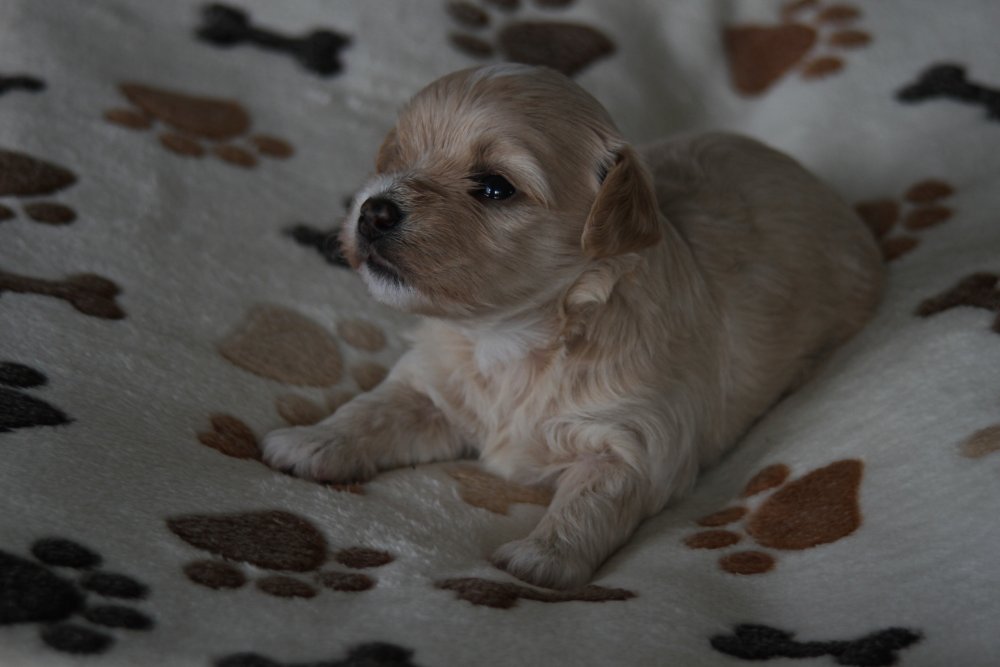 Casa Bichons Charlie Chaplin