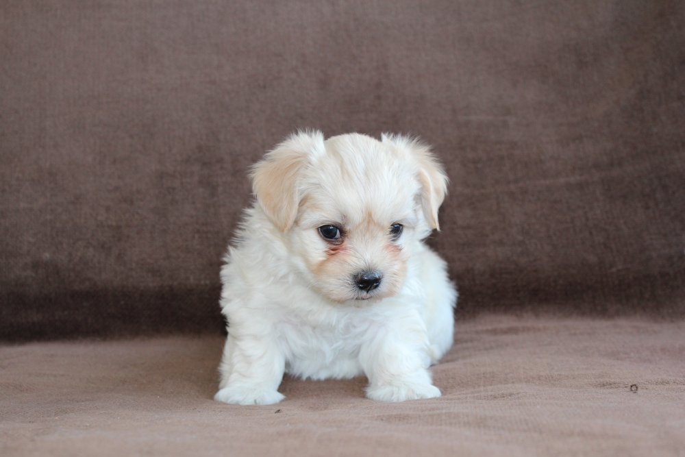 Casa Bichon´s Antonio Banderas Bichon Havanais hvalp fra Casa Bichon