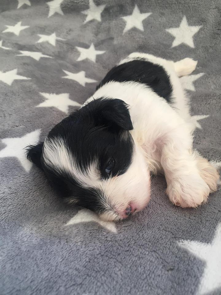 Casa Bichons Erroll Flynn