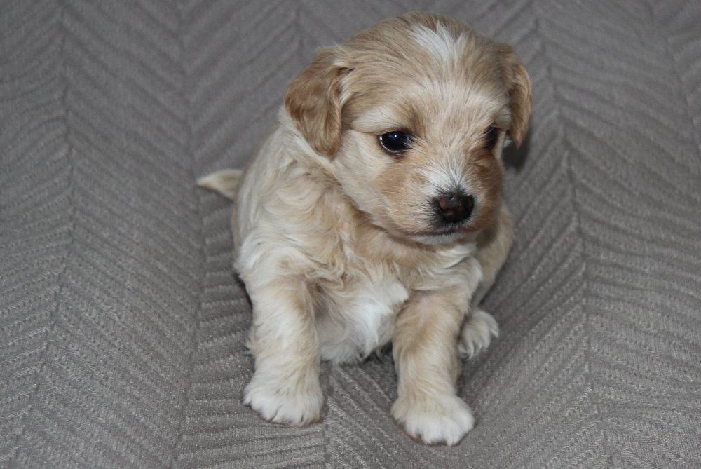 Casa Bichons Charlie Chaplin
