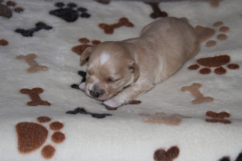 Casa Bichons Charlie Chaplin 2 uger