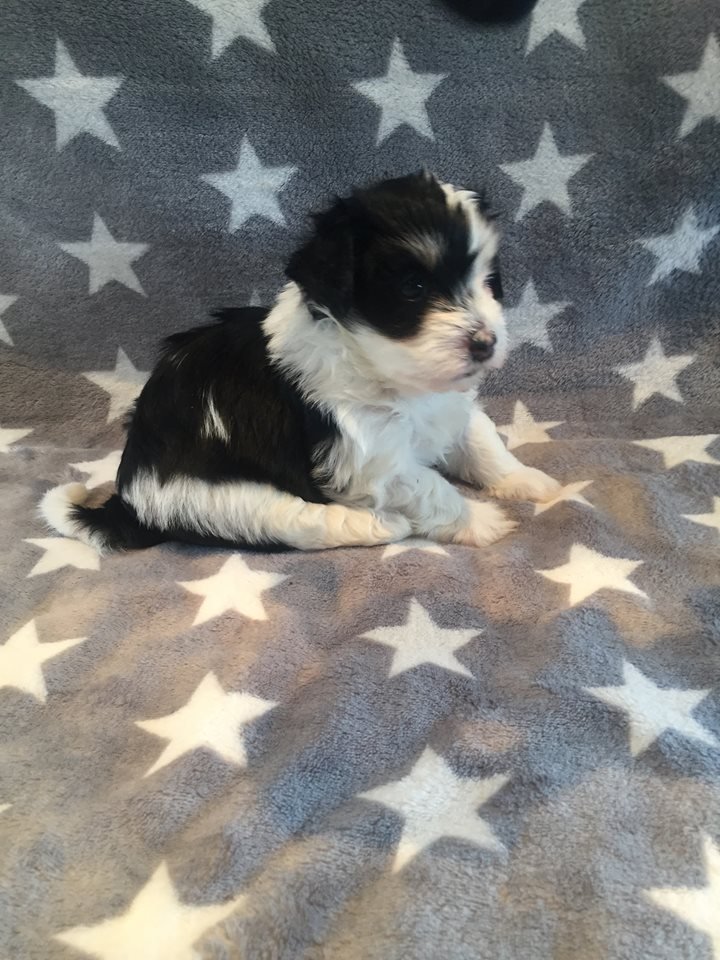 Casa Bichons Errol Flynn