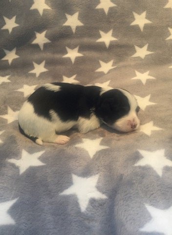 Casa Bichons Emma Thompson