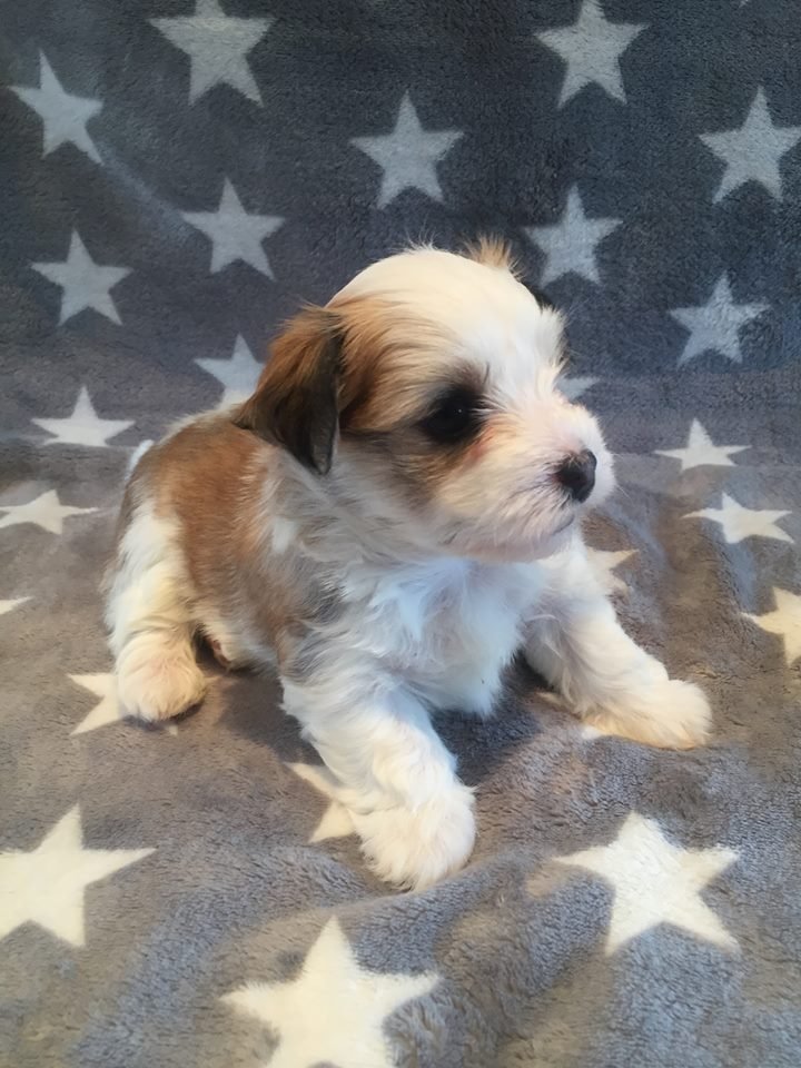 Casa Bichons Emilio Estafan