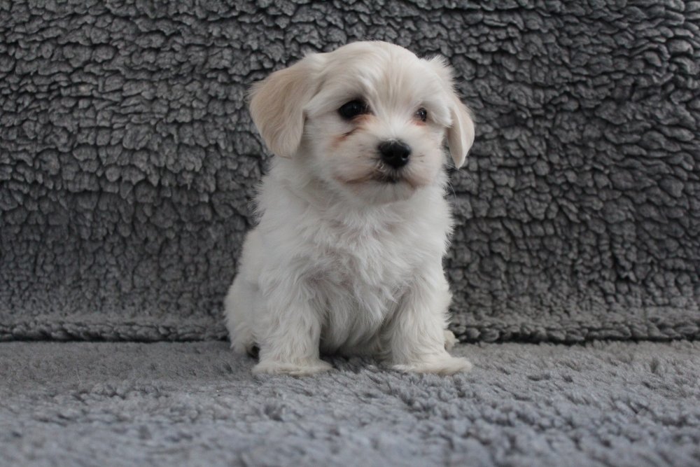 Casa Bichon´s Amy Grant Bichon havanais hvalp Casa Bichon