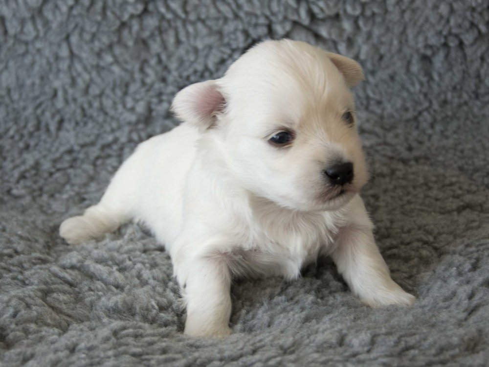 Bichon Havanais hvalp Bichon Havanais hvalpe til salg fra Casa Bichon