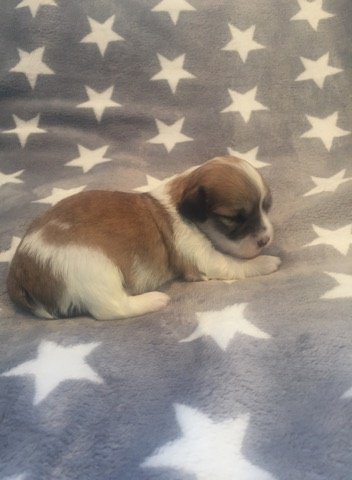 Casa Bichons Emilio Estafan