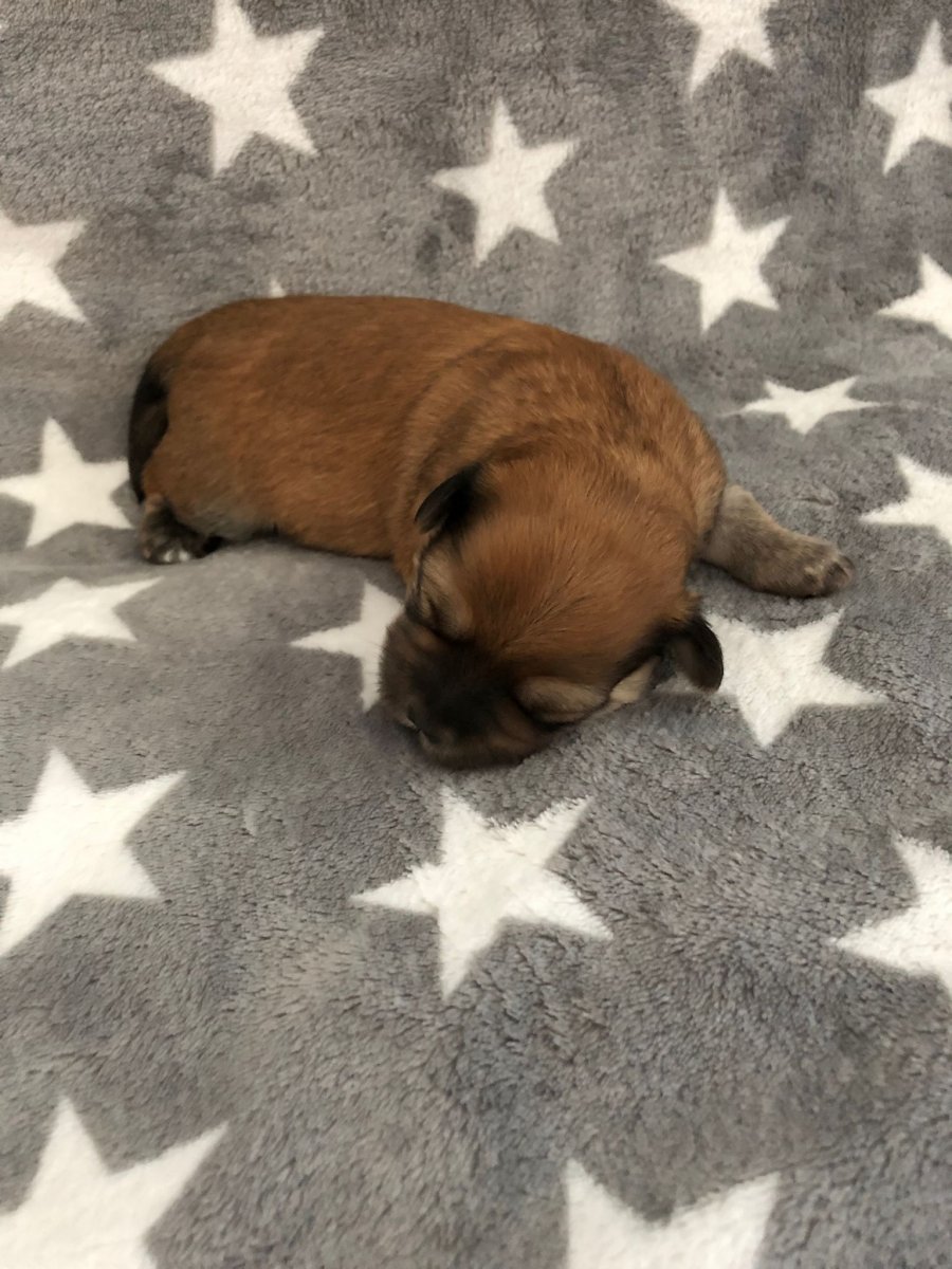 Casa Bichons Forrest Whitaker