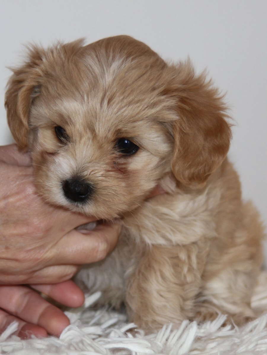 Casa Bichons Charlie Chaplin