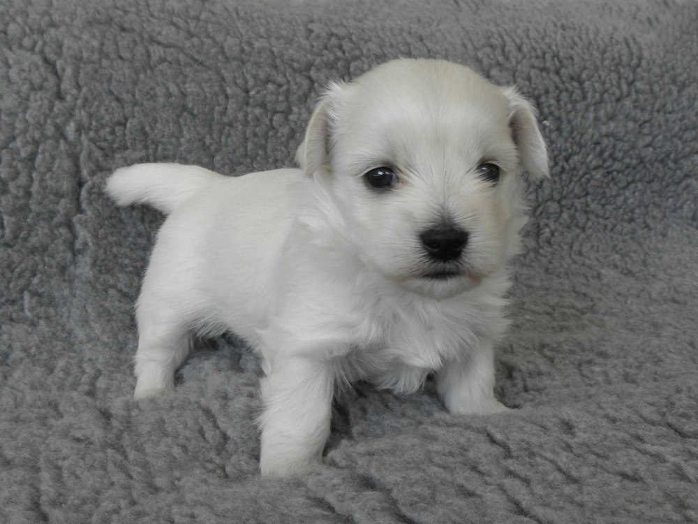 Casa Bichon´s Arnold Alois Bichon Havanais hvalp fra Casa Bichon