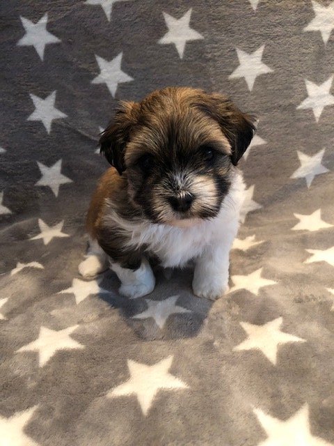 Casa Bichons Frank Sinatra
