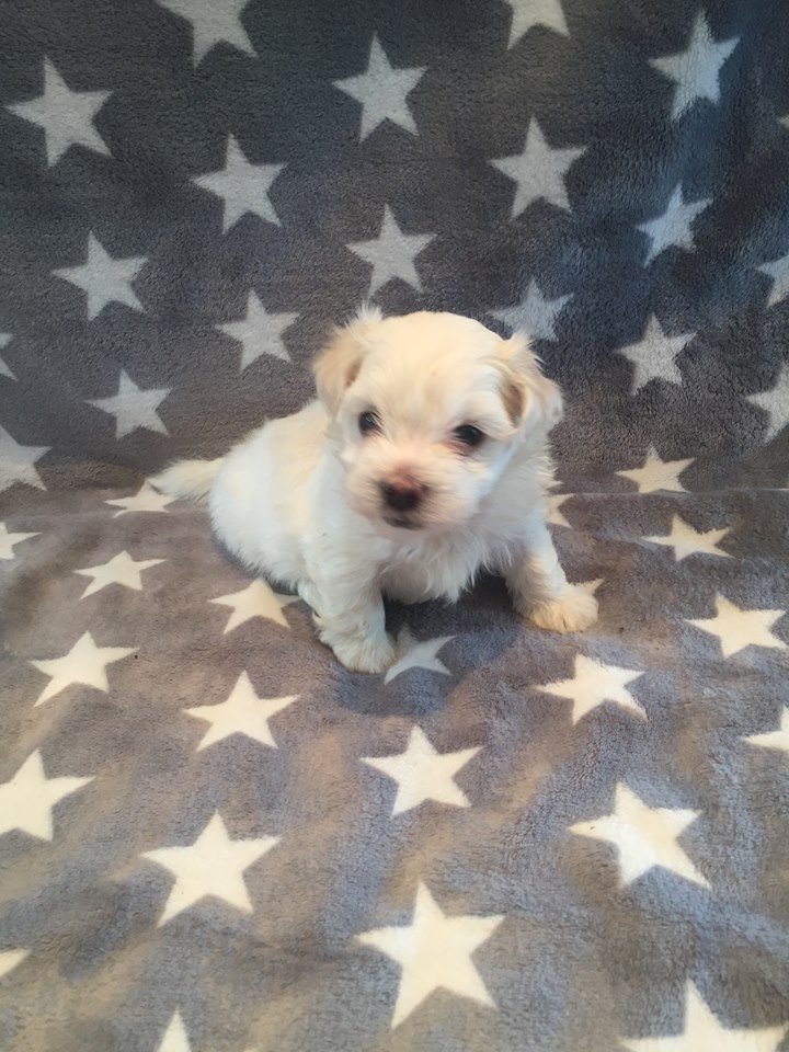 Casa Bichons Elton John