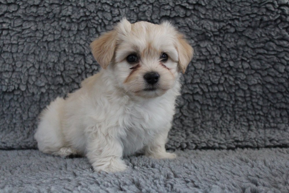 Casa Bichon´s Antonio Banderas Bichon Havanais hvalp Casa Bichon