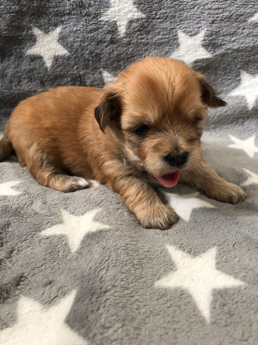 Casa Bichons Fred Astaire