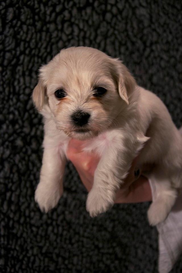 Bichon Havanais hvalp Bichon Havanais hvalp fra Casa Bichon