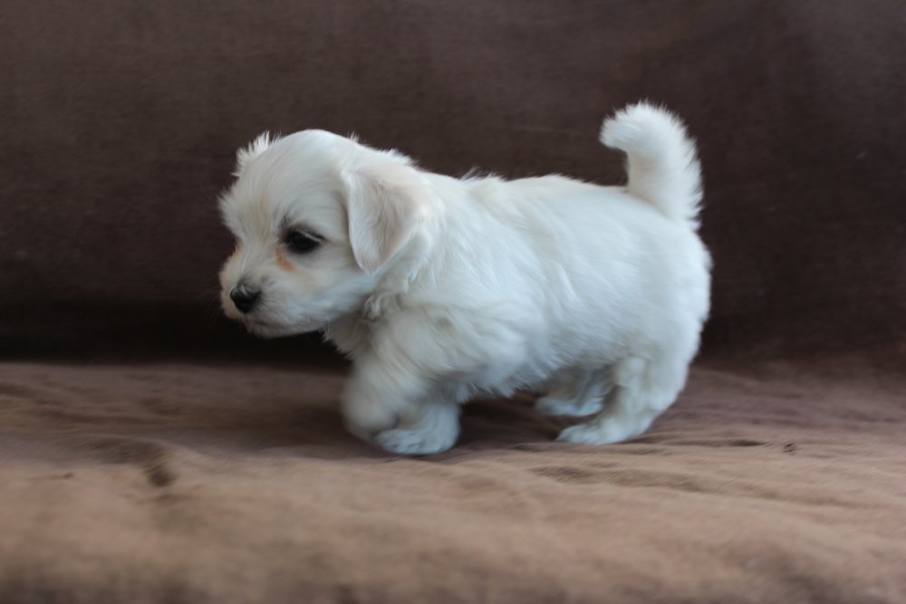 Casa Bichon´s Arnold Alois Bichon Havanais hvalp fra Casa Bichon