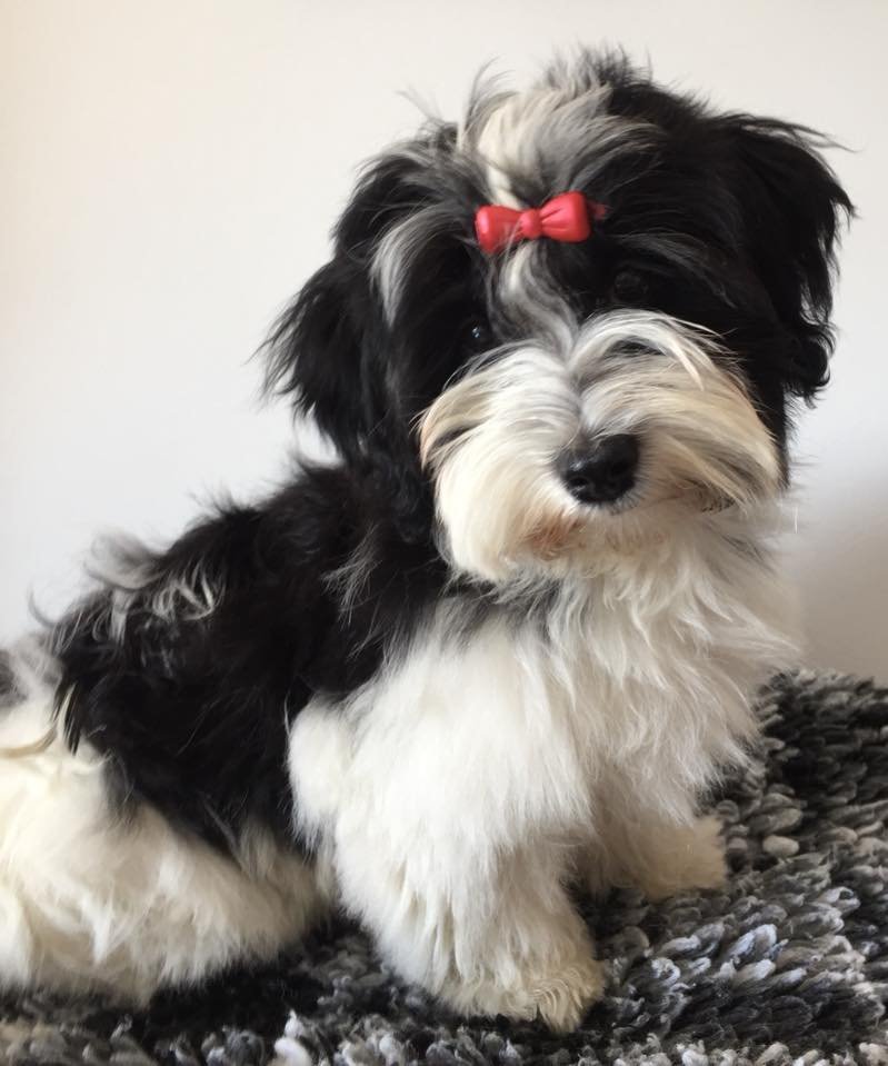 Casa Bichons Emma Thompson