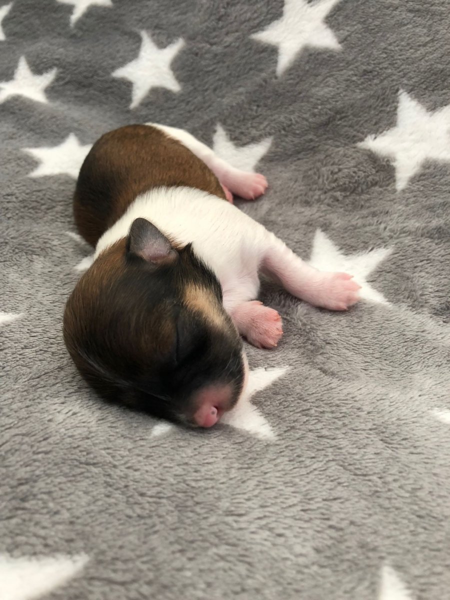 Casa Bichons Frank Sinatra