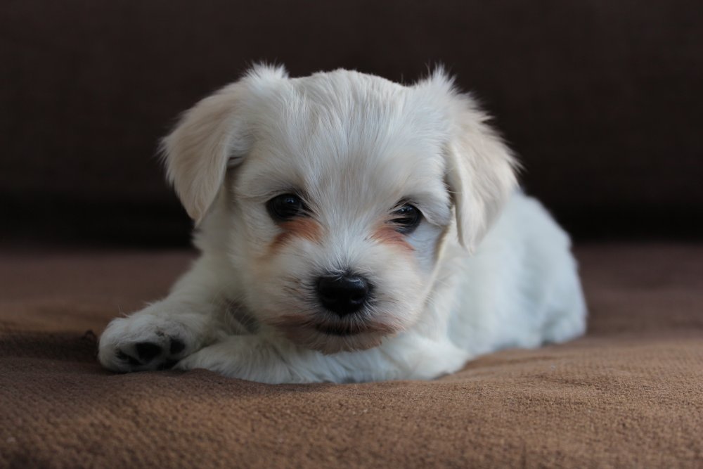 Casa Bichon´s Amy Grant Bichon Havanais hvalp fra Casa Bichon