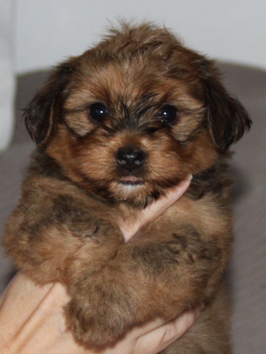 Casa Bichons Chris Rock