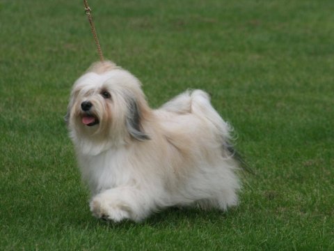 Casa Bichons Celine Dion
