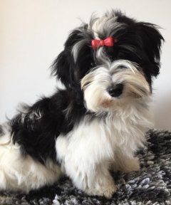 Casa Bichons Emma Thompson