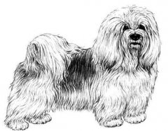 Bichon Havanais race standard Bichon Havanais race standard