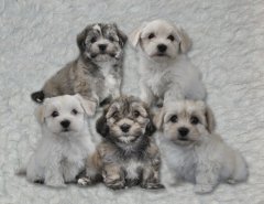 Casa Bichon´s A-kuld Bichon Havanais hvalpe Casa Bichon