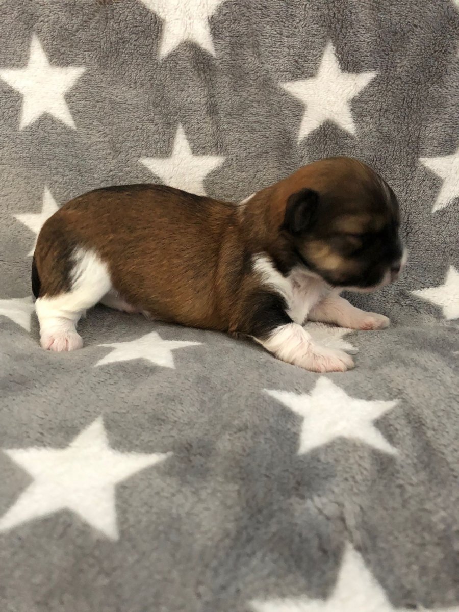 Casa Bichons Frank Sinatra