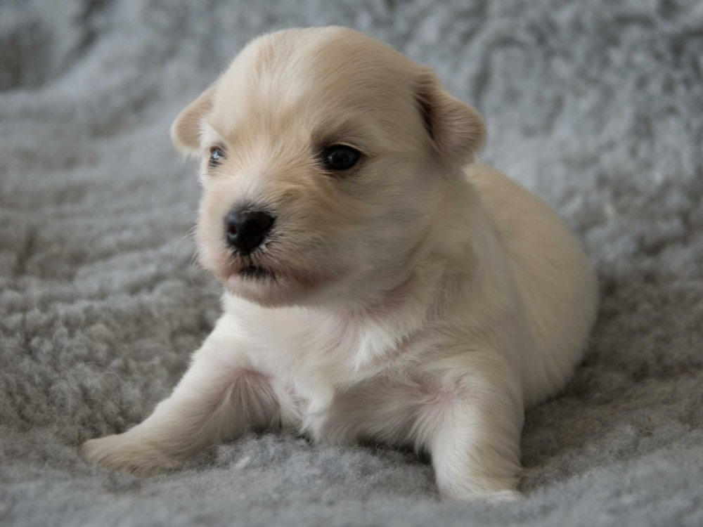 Bichon Havanais hvalp til salg Bichon Havanais hvalp til salg fra Casa Bichon