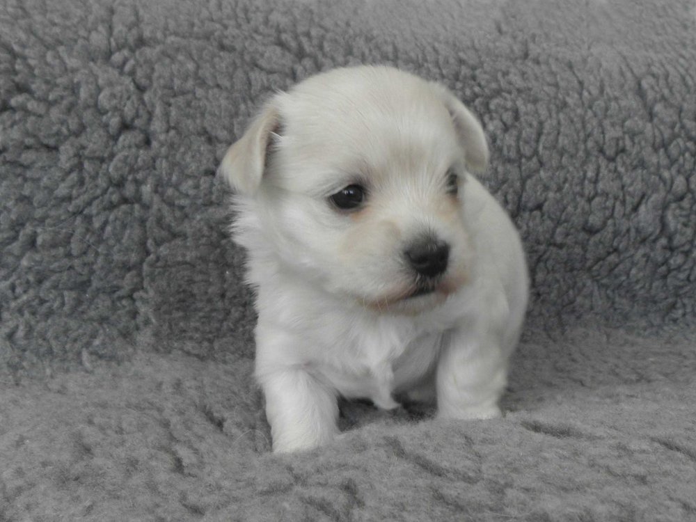 Casa Bichon´s Amy Grant Bichon Havanais hvalp fra Casa Bichon