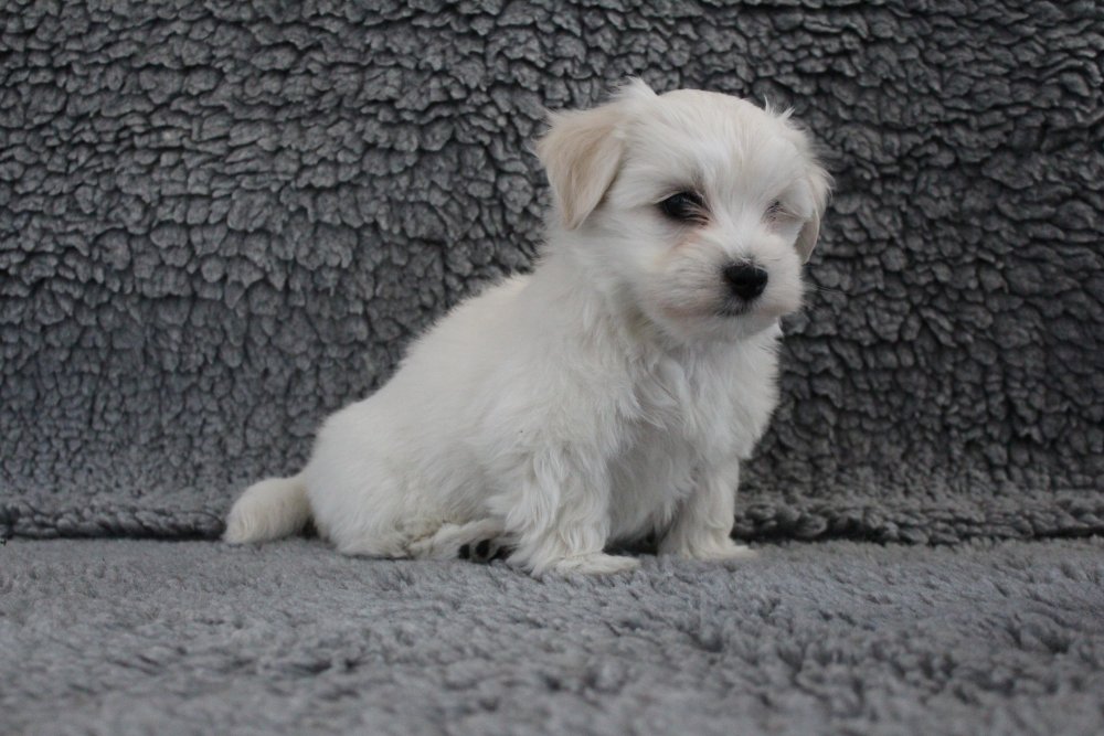 Casa Bichon´s Arnold Alois Bichon Havanais hvalp Casa Bichon