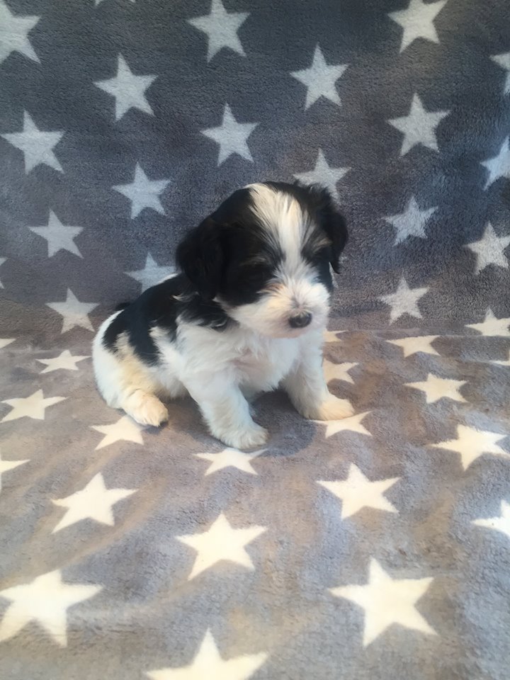 Casa Bichons Emma Thomson