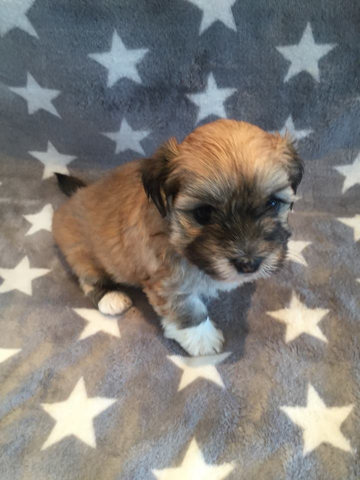 Casa Bichons Eddie Murphy
