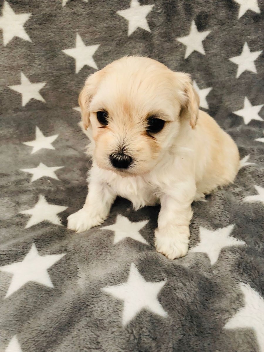 Casa Bichons Faye Dunaway