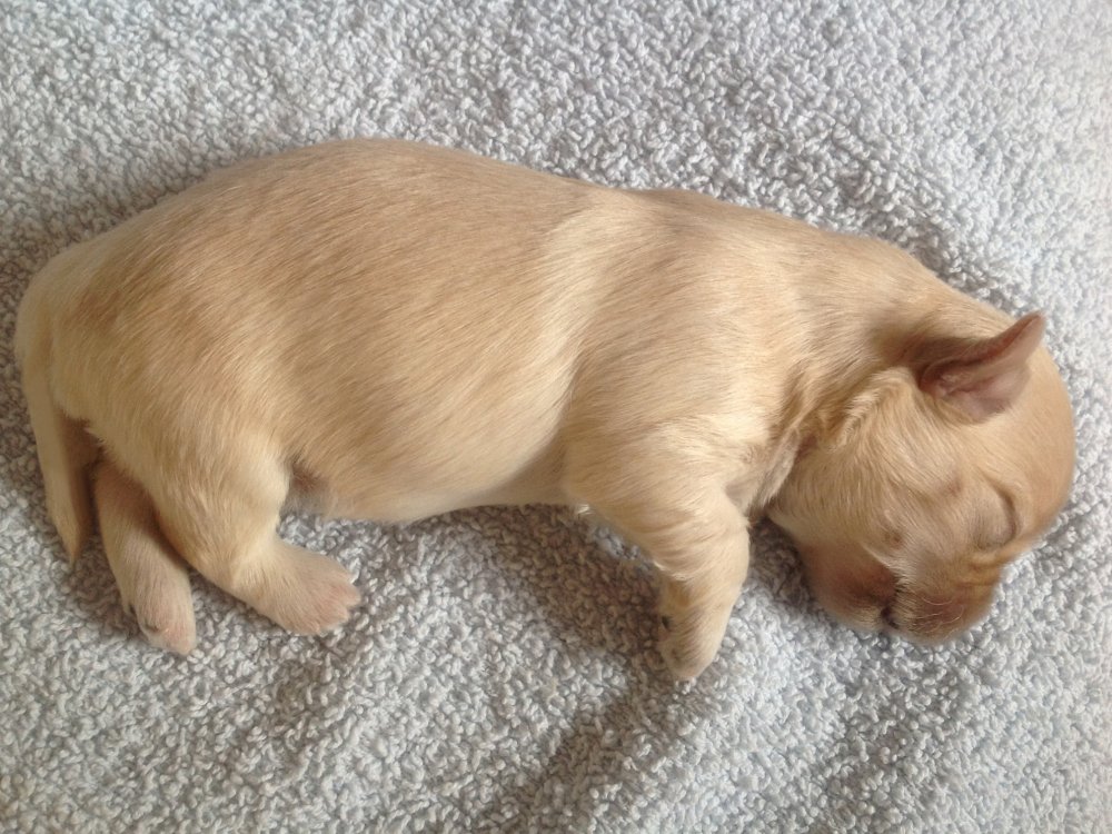 Bichon Havanais hvalp til salg Bichon Havanais hvalp til salg fra Casa Bichon