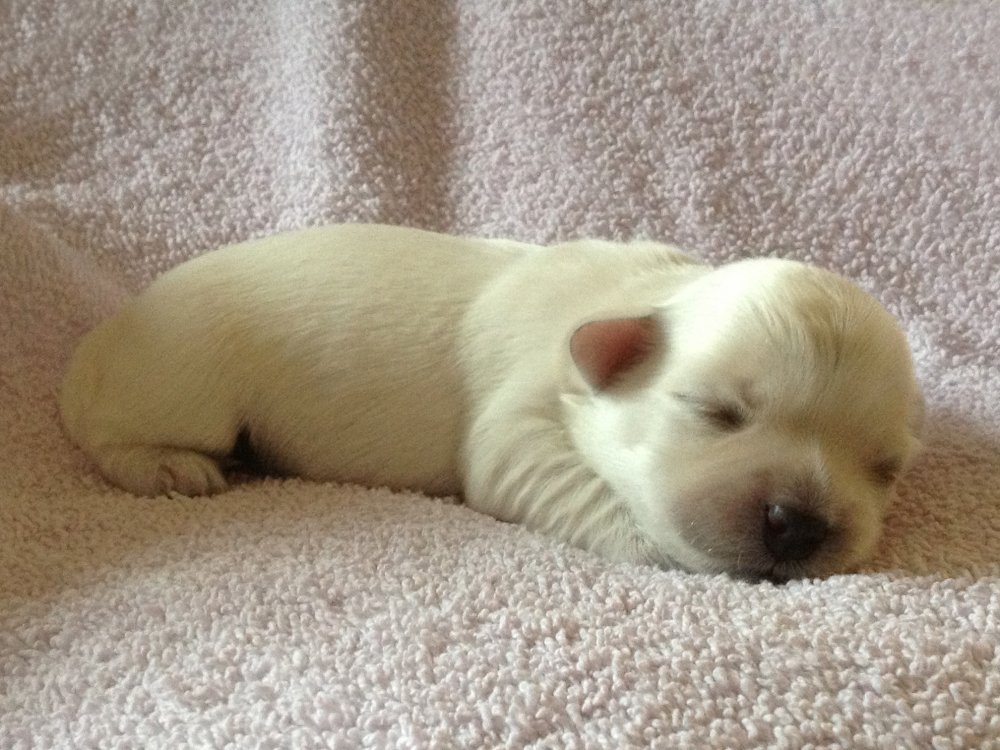 Bichon Havanais hvalp til salg Bichon Havanais hvalp til salg fra Casa Bichon