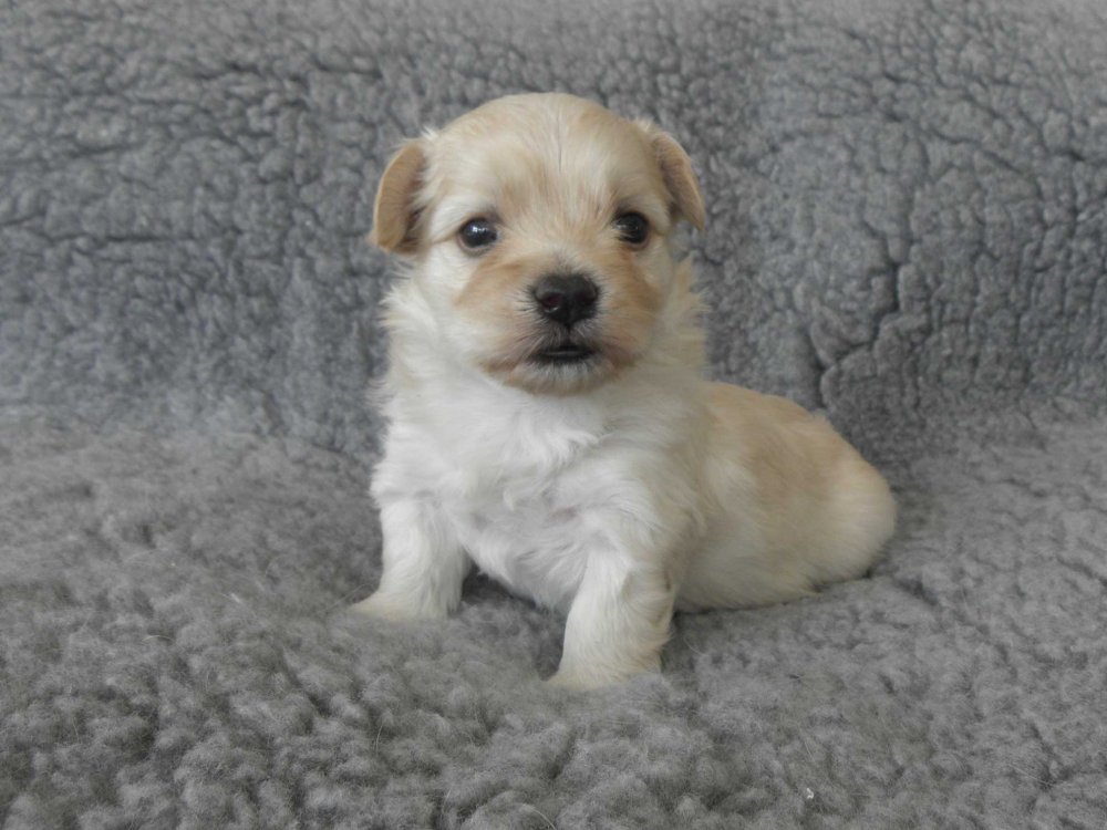 Casa Bichon´s Antonio Banderas Bichon Havanais hvalp fra Casa Bichon